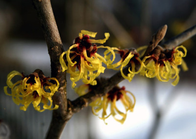 Hamamelis-4.jpg