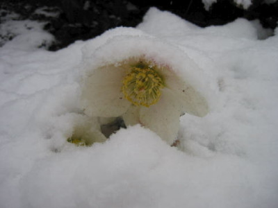 Schnee-Rose.jpg
