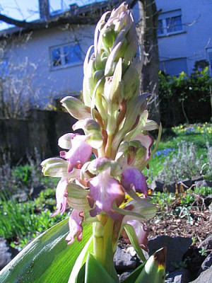 Unbekannte_Orchidee.jpg