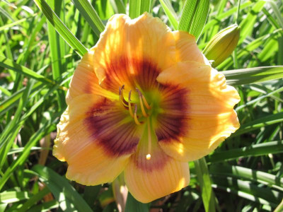 IMG_7668_7b07_priscilla's rainbow x fancy face.JPG