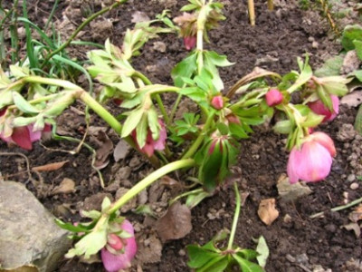 helleborus_Schie.jpg