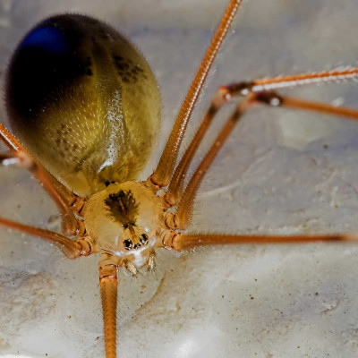 Zitterspinne002_2.jpg