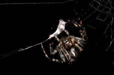 Spider_M_1.jpg