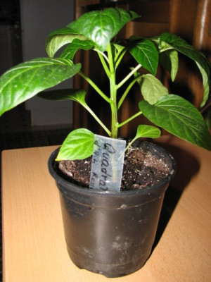 Paprika16.03.06_001.jpg