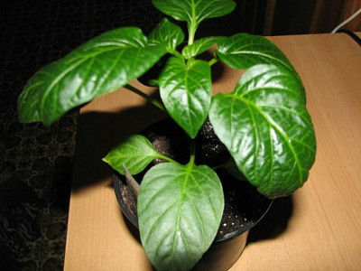 Paprika16.03.06_002.jpg