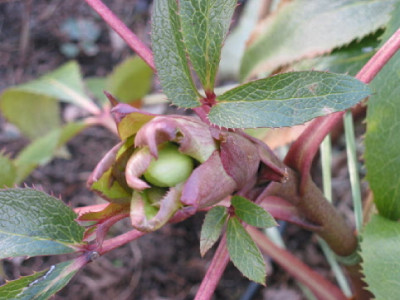 Helleborus_sternii_AB.jpg