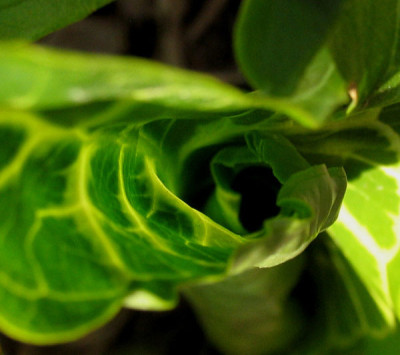 Arum_italicum_2f.jpg
