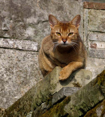 Nachbars_Katze_f.jpg