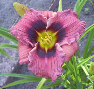 Tante Ju.jpg