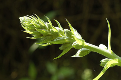 digitalis_4862.jpg