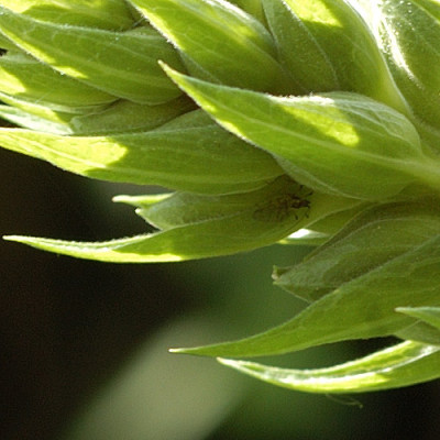 digitalis_kleinviech_4862.jpg