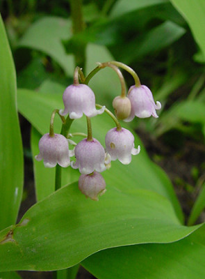 Convallaria_majalis_rosea.jpg