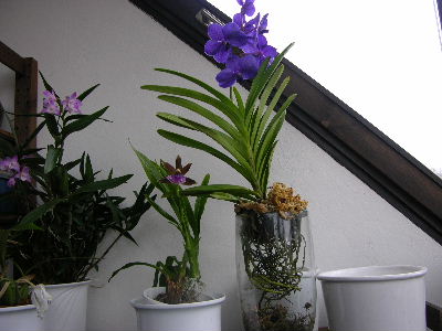 vanda_im_glass.JPG