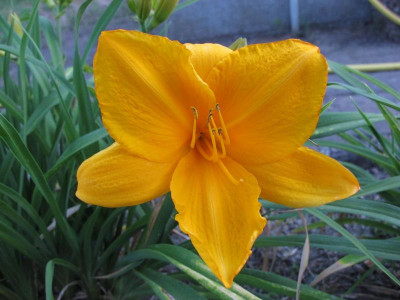 IMG_7647_orange ufo.JPG