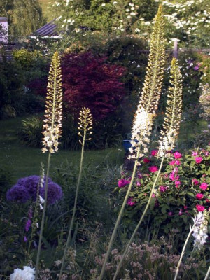 Eremurus0021.jpg