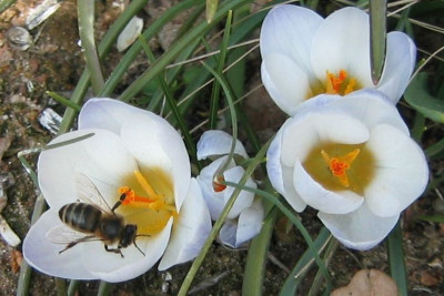 Biene20060318.jpg