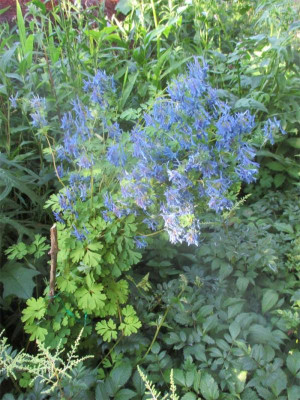 Lerchensporn-blau-300615.jpg