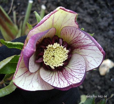 Imgp5318-Anem-Schmie1.jpg