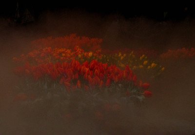Tulpen_2f.jpg