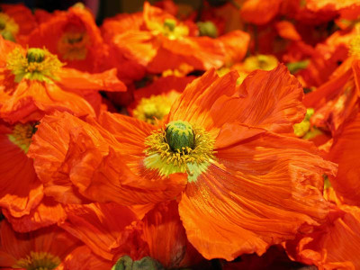 Mohn_2f.jpg