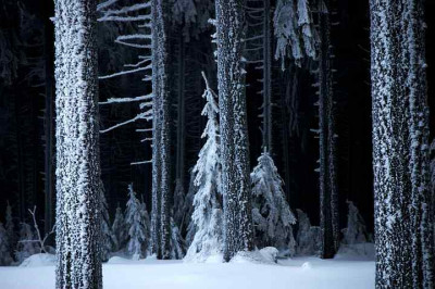 Waldansichten_Brocken_17-03-2006.jpg