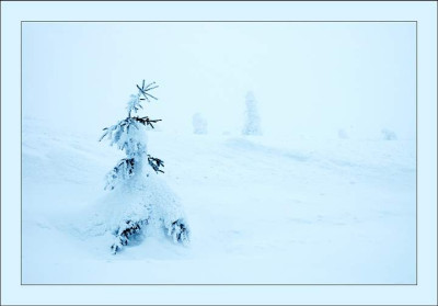 Waldansichten_2_Brocken_17-03-2006.jpg