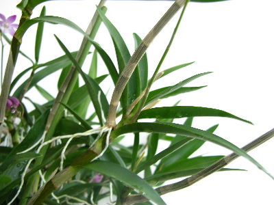 dendrobium_kingianum_wurzeln.JPG