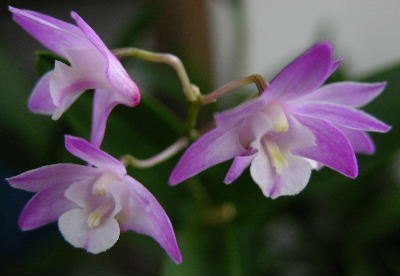dendrobium_kingianum.JPG