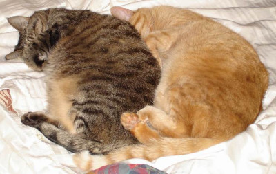 Busel....jpg