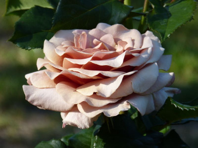 2015-07-01 Rosen 'Mokarosa' 1.jpg