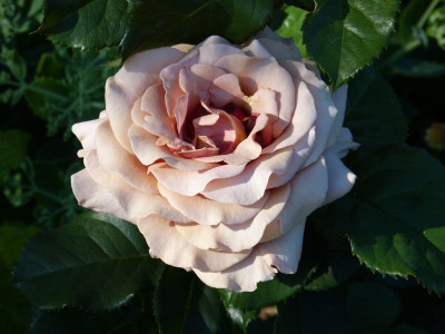 2015-07-01 Rosen 'Mokarosa' 3.jpg