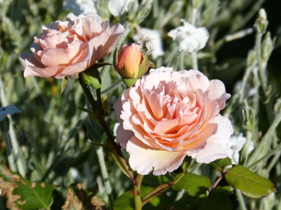 2015-07-01 Rosen 'Forster Rosentraum'.jpg