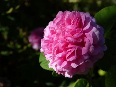 2015-07-01 Rosen 'Leda' - Rücksport.jpg