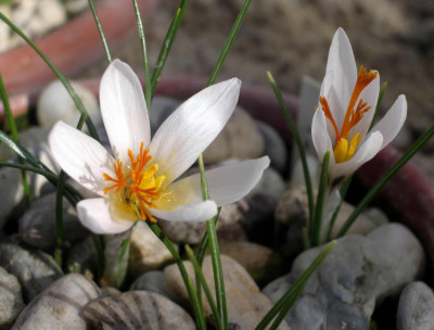 Crocus_fleischeri_2006-03-19.JPG