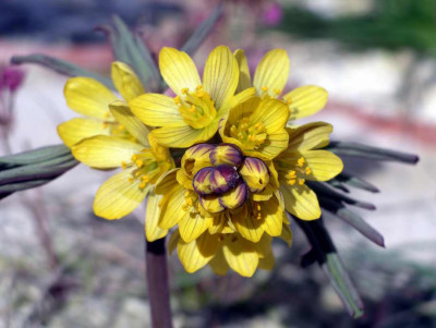 Gymnospermium_albertii_2006-03-19.JPG