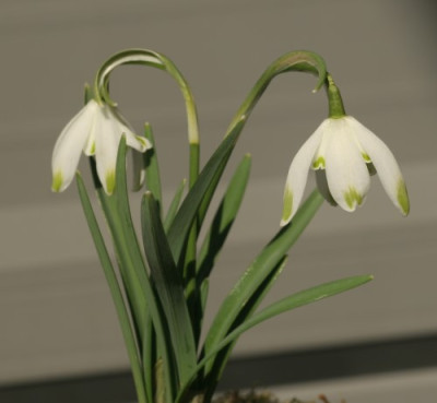 galanthus_nivalis_pusey_green_tips_2858.jpg
