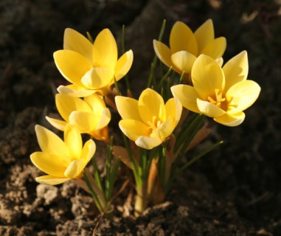 krokus_2861.jpg