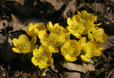 eranthis_2863.jpg