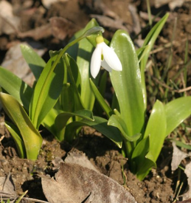galanthus_woronowii_2867.jpg