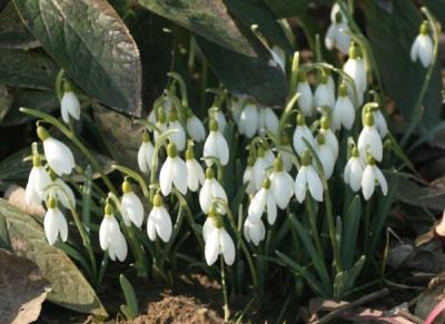 galanthus_nivalis_2869.jpg