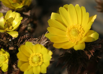 adonis_amurensis_2875.jpg