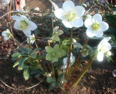 Lenzrose_N_23721_076.jpg