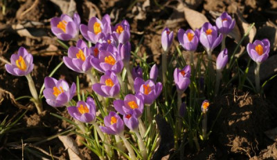 krokus_2889.jpg