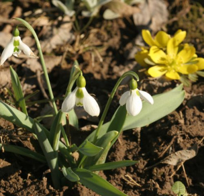 galanthus_elwesii_2887.jpg