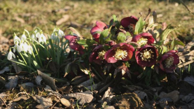 helleborus_orientalis_2895.jpg