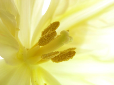 Tulpe_190306_k.jpg