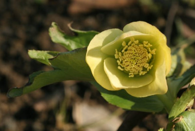 helleborus_caucasicus_2883.jpg