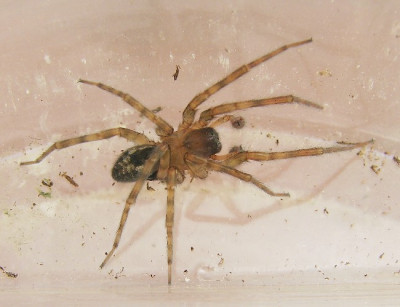 unbekannte_Spinne1_19.03.06_003.jpg