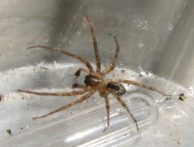 unbekannte_Spinne-2_19.03.06_004.jpg