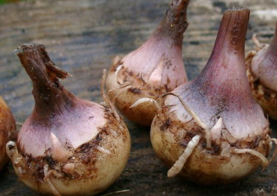 11060001_eArisaema_sikokianum_Knollen2.JPG